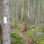 Footpaths