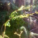 In Tasmania Day 4 Watershed Camp to Spring River Crossing 14 km