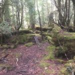 A Conspiracy of Trees