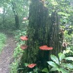 Walking to the Smoky Mountains, Day 10