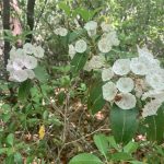 Walking to the Smoky Mountains, Day 6