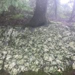 Walking to the Smoky Mountains, Day 14