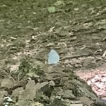 Walking to the Smoky Mountains, Day 18