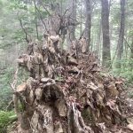Walking to the Smoky Mountains, Day 9