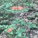 Walking to the Smoky Mountains, Day 8